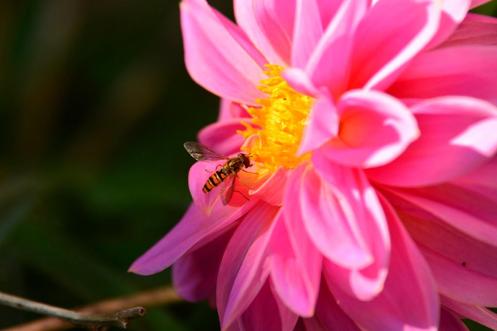 Syrphidae: Episyrphus balteatus, maschio